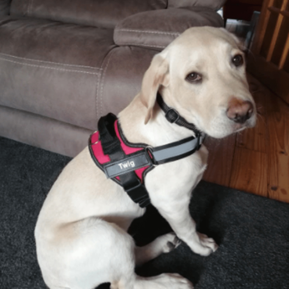 NO PULL NO PAIN Personalized Dog Harness - Feeds Rescued Animals!